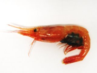 This is a shrimp close up. Can you guess what the blue mass is under her back end? Post your answers to the blog.