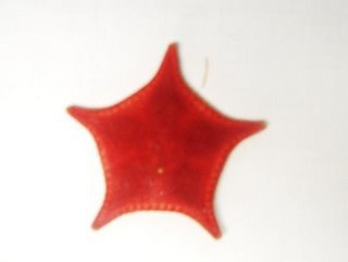 This is a red gold-bordered sea star. Isn't it amazing how many different kinds of sea stars there are in the ocean!