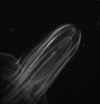 This this a Bolinopsis, which is another type of Comb Jelly.  This one has a  different shape than the other  Comb Jelly. These are also predators of smaller plankton.  They also have rows of tiny hairs on their body that they use to swim slowly through the water.