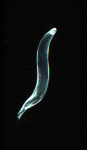 This is a Chaetognath, commonly know as an Arrow Worm.  They are very clear, like glass, which makes them hard to see for their prey or predators that might eat them. They are fierce predators that feed on anything smaller than them. They have sharp spines on their head that they stab their prey with.  We have been finding many of these in our bongo nets!