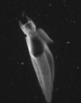 This is called a Clione, commonly known as a Sea Butterfly, which is actually a type of a snail!  They have wings that help them swim through the water and a bright red tail.  They also feed on smaller plankton that drifts by them.