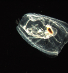 This is a Phoronid in a Salp body that it ate and is now using as a house.  He will swim around in ts house and the females will lay their eggs in there. He is a predator with large claws.  They will eat anything small that comes near their house. This tiny plankton was used as the model for the monsters in the movie "Alien."