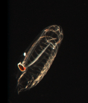 This a Salp, which is a jelly-like Zooplankton. These are found in our coastal waters starting in the spring time.