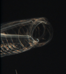 This is a close up of the mouth of a Salp. These plankton are filter feeders.