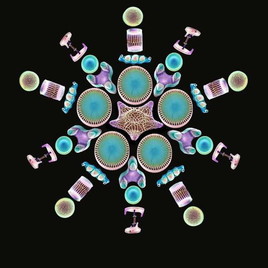 Diatom Frustules. Photo by:  3-diatom-assortment-sems-steve-gschmeissner