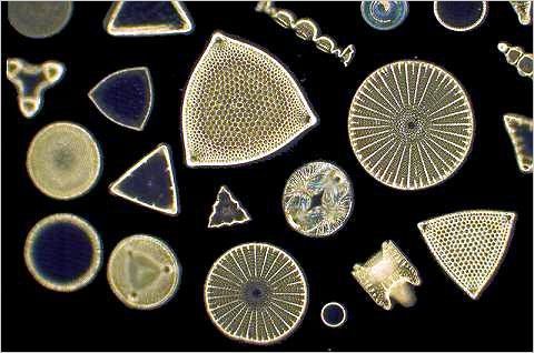 Diatoms! PHOTO BY: 