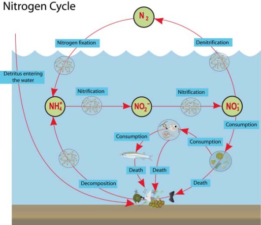 Nitrogen Cycle in the Ocean. Photo credit to: https://wordsinmocean.files.wordpress.com/2012/02/n-cycle.png