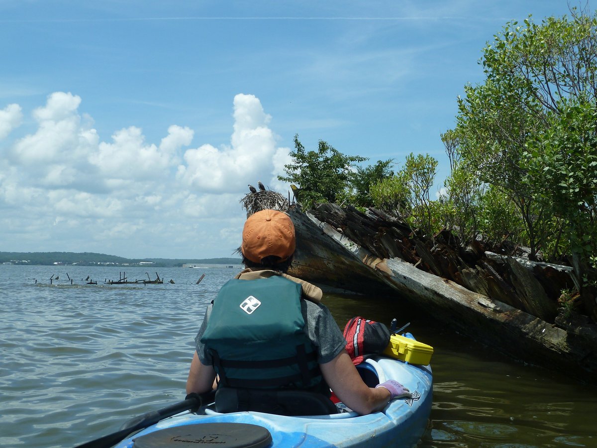 A kayaker observes one of the many shipwrecks within the proposed Mallows Bay - Potomac River sanctuary.