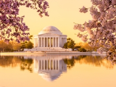 Jefferson Memorial with cherry blossoms