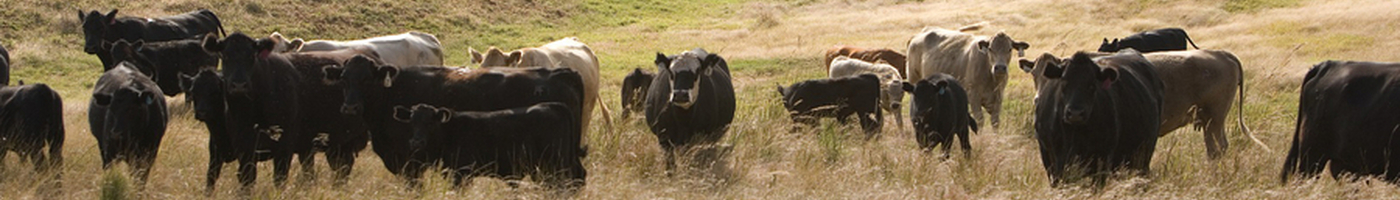 Cows in the Southern Plains