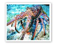 Photo of lobster.