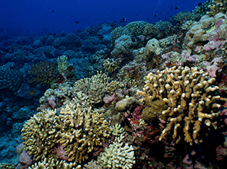 Diverse Coral Reef