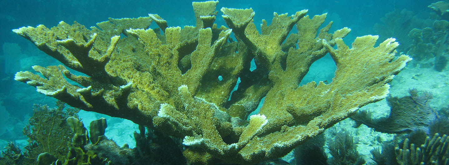 Discovery of 'Coral Zombies' Present New Challenges to Coral Recovery