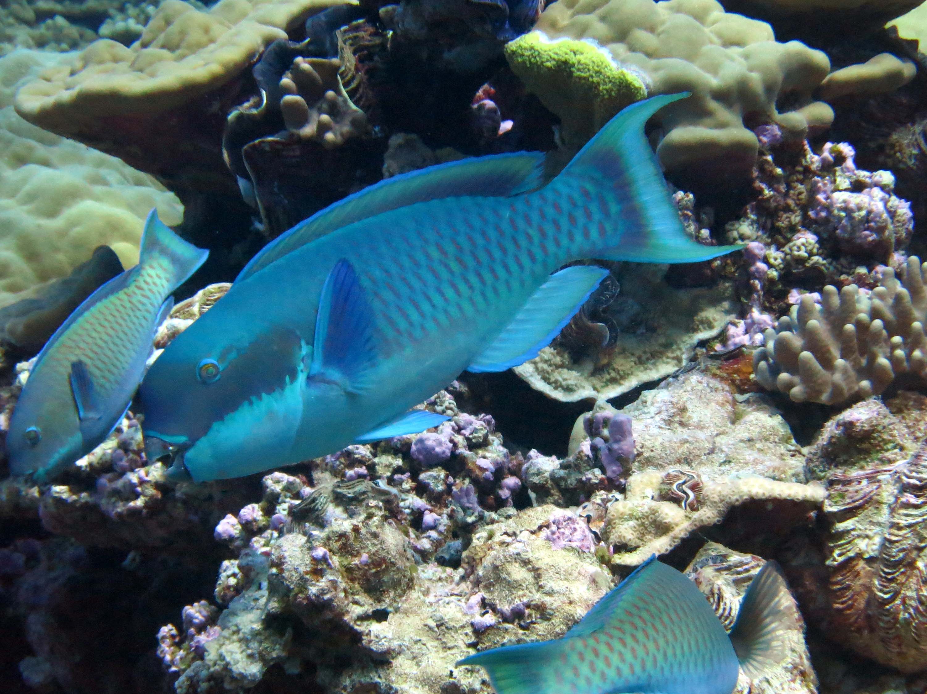 Shallow Coral Reefs — Essential Fish Habitat of the Pacific Islands