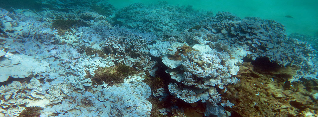 Bleached Corals of Hawaii