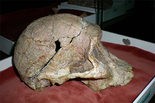 Mrs Ples fossil in the Ditsong Museum of Natural History, Pretoria