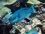 A terminal phase <i>Chlorurus microrhinus</i> (Blunt-head parrotfish) watches over his harem at the appropriately named Clam Gardens, inside Kingman Reef, part of the Pacific Remote Islands Marine National Monument. Credit: NOAA, Kevin Lino.