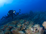 NOAA diver collects video at West Flower Garden Bank during the annual coral spawning research
trip.  Credit: NOAA, G. P. Schmahl