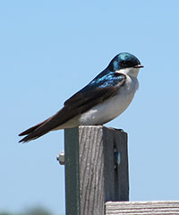 swallow