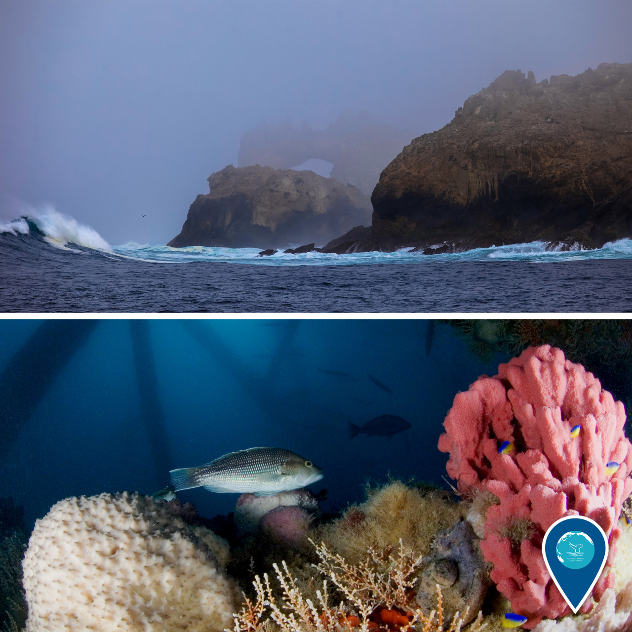 Happy 36th anniversary to Gray’s Reef and Greater Farallones national marine sanctuaries! The misty seascape of California’s Greater Farallones National Marine Sanctuary (top) provides breeding and feeding ground for many different species, including...