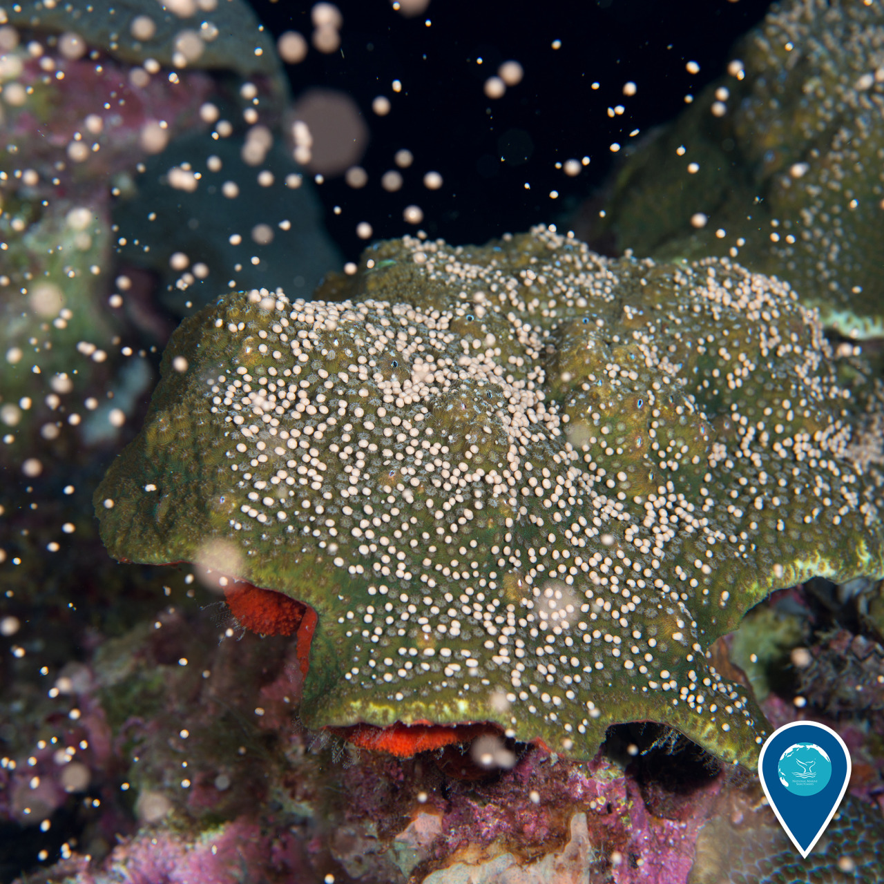 Happy 25th anniversary to Flower Garden Banks National Marine Sanctuary! Looking something like a burst of celebratory confetti, corals like this one spawn within the sanctuary each year, releasing hundreds of gametes into the water. The warm, sunlit...