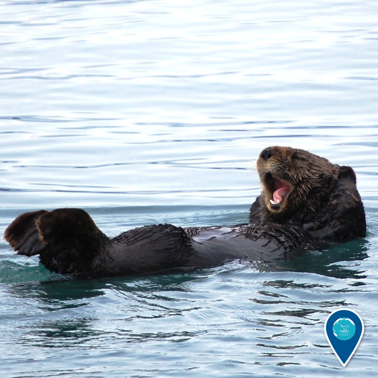Success for the sea otter!Sea otters were once locally extinct from the Washington coast, but in 1969 and 1970, 59 sea otters were relocated there from Alaska. These otters have thrived: today more than 1,800 individuals call the Washington coast...