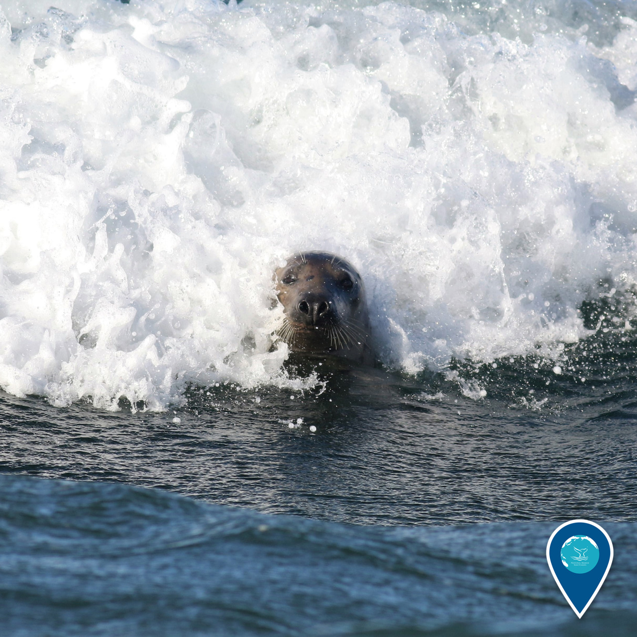 Surf’s up! This gray seal peeks out ahead of a wave crashing at Race Point Beach in Cape Cod National Seashore, just outside Stellwagen Bank National Marine Sanctuary. Gray seals are often spotted within the sanctuary, where they feed on fish,...