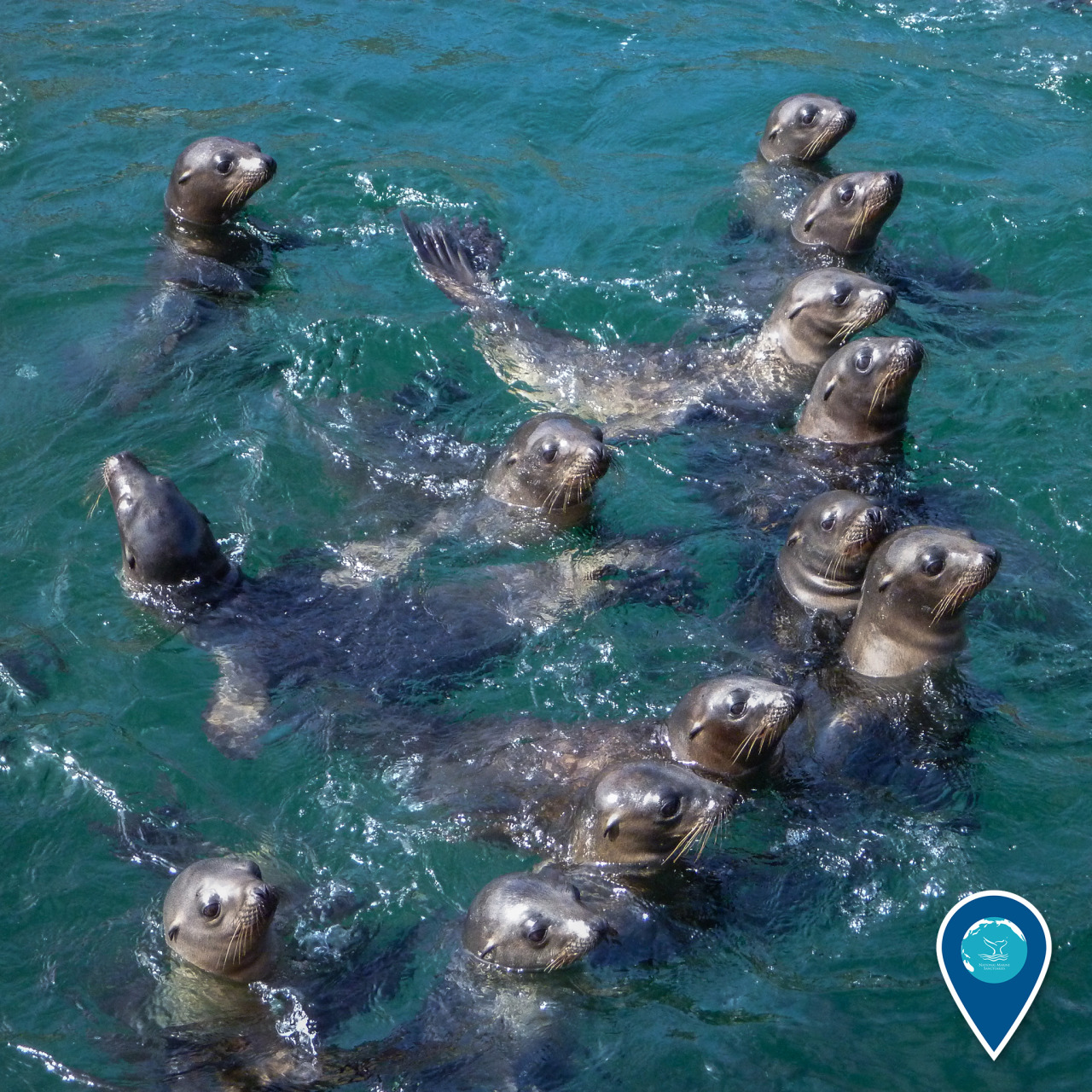 Hey guys, what’s over there? These sea lions are congregating in the waters of Santa Barbara Island in Channel Islands National Marine Sanctuary. The sanctuary overlaps with Channel Islands National Park, and together, the part and sanctuary protect...