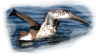 Shearwater Tagging