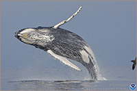 photo of whale