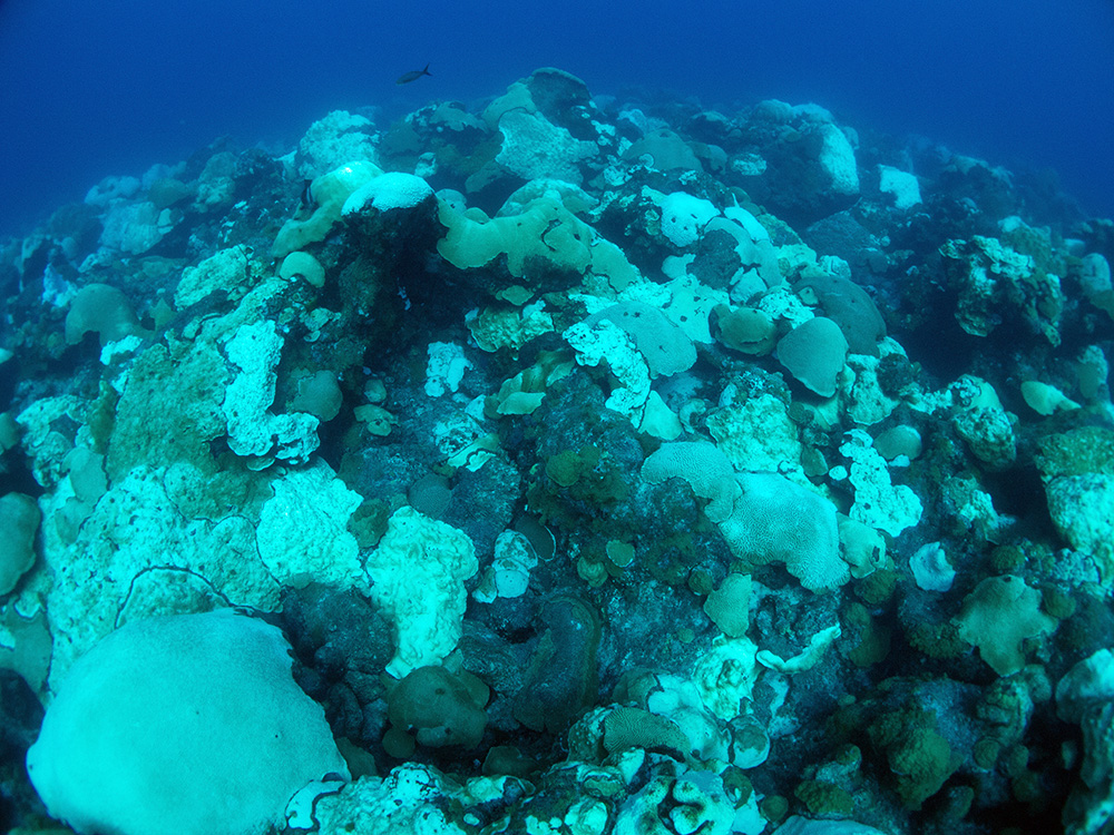 A broad view of the reef with about half of the coral colonies white from bleaching or paling.