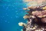 Study shows ocean acidification is two-front assault on coral reefs
