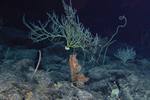 Public invited to join NOAA on deep sea expedition of Pacific marine...