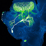 blue and green neuron