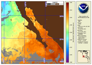 ACSPO Regional SST Monitor, Baja, California, 11/1/2015 - click to enlarge