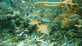 Fish swimming in essential fish habitat