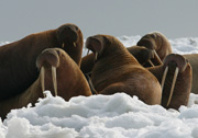 	Walrus cows and yearlings on ice. Credit: Joel Garlich Miller / USFWS