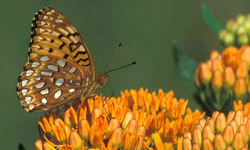 Butterfly. Photo by Tim Daniel / Ohio Division of Wildlife