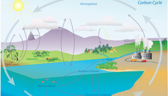 carbon cycle