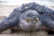 Leatherback sea turtle. Credit: David Rabon / USFWS