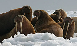 Walrus Cows and Yearlings on Ice. Photo credit: USFWS / Joel Garlich-Miller