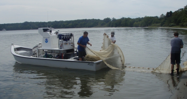 Scientists on board R/V Mugil retrieve a large siene net