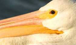 Pelican. Photo by George Andrejko, Arizona Game and Fish Department