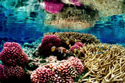 Coral Reef at Palmyra Atoll National Wildlife Refuge. Credit: Jim Maragos / USFWS