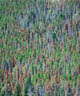 Scenic shots of Rocky Mountain National Park, Mountain Pine Beetle damage to pine forest. Credit: Don Becker/USGS.