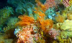 Coral reef. Photo by Alaska Department of Fish and Game