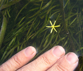 Submerged Aquatic Vegetation Image