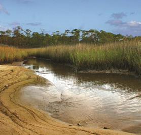 Coastal Wetlands