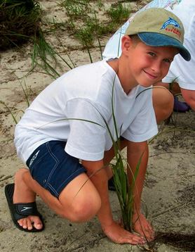 Volunteer planting dune grass