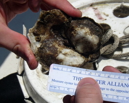 Measuring oyster spat grown in restoration project, Eastern Bay, 2005